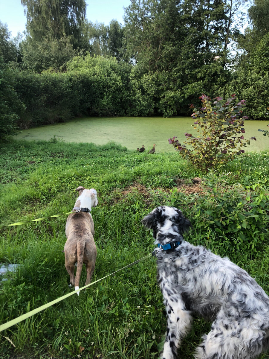 Мои охотники. 