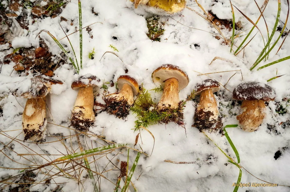 Какие грибы собирают в апреле. Зимние грибы. Грибы под снегом. Грибы зимой в лесу. Грибы под снегом в лесу.