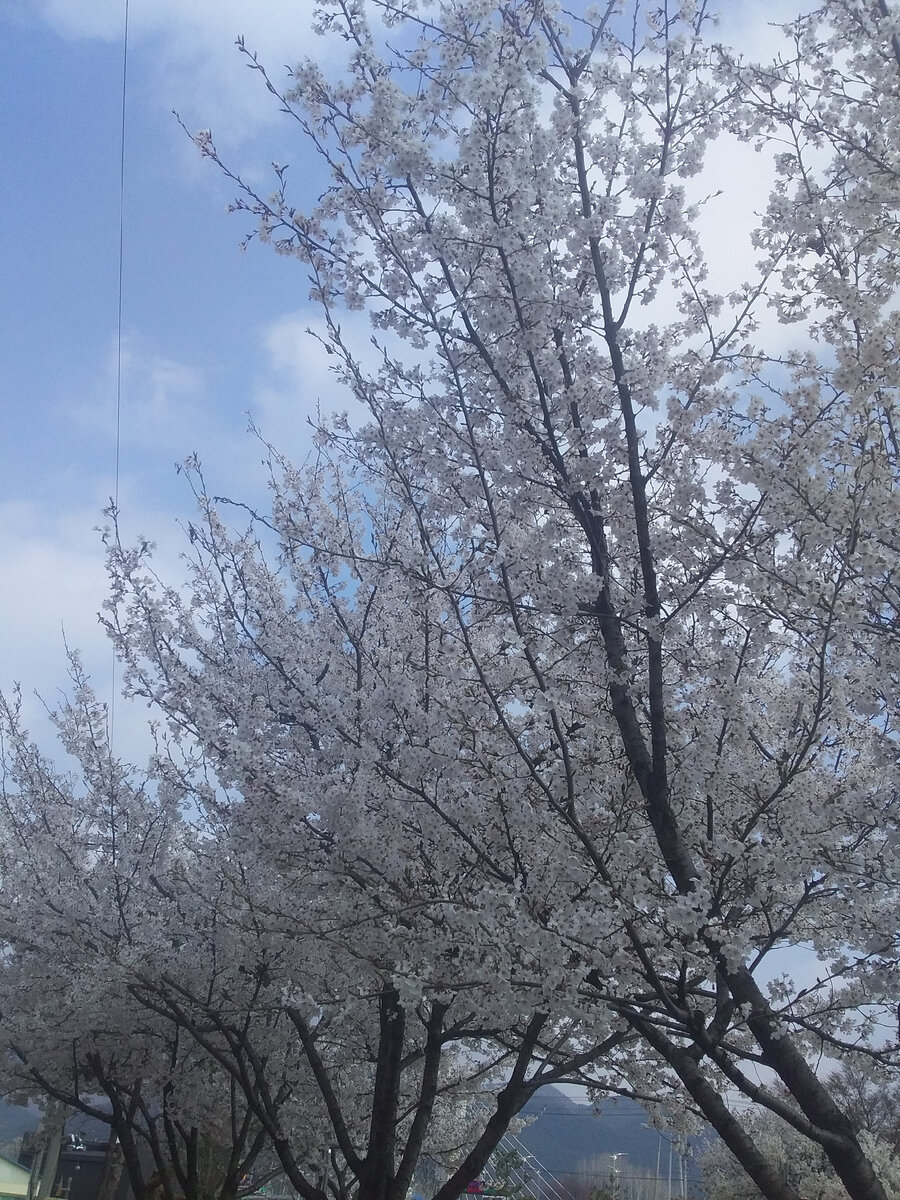 Цветение сакуры