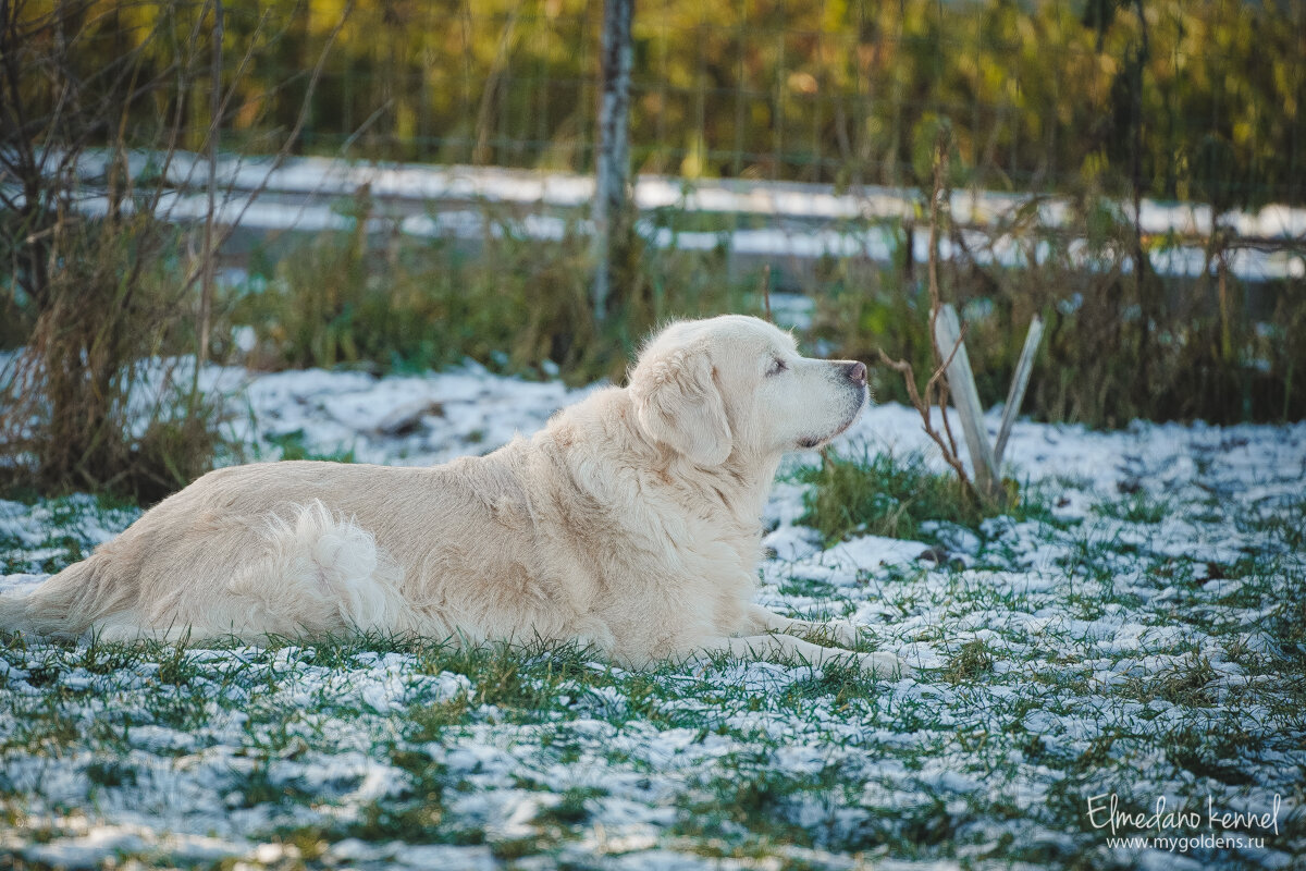 Наша Эмили.