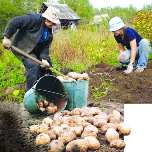 Как подарить картошку. Сбор картофеля на огороде. Копка картофеля. Уборка картофеля на даче. Копать картошку.