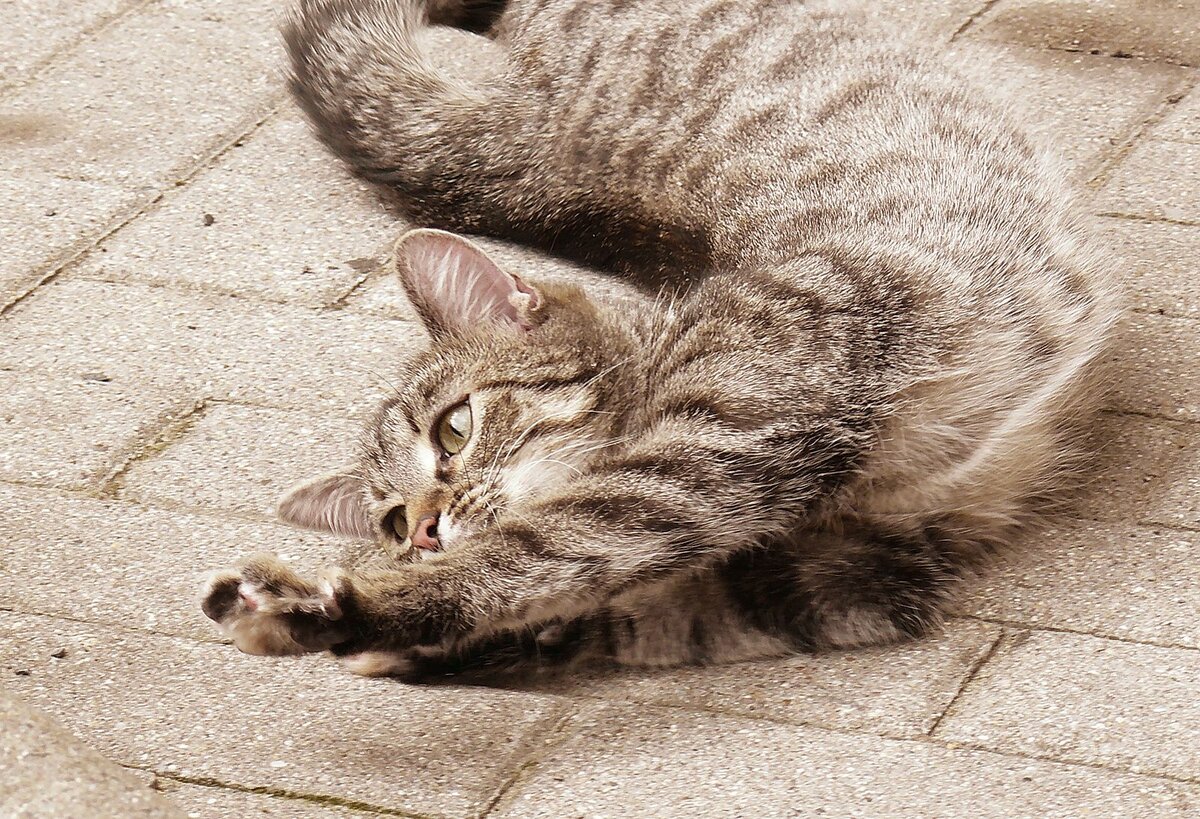🐱 Кошачьи потягушки - для чего кошка тянется. 15 забавных фото  котопотягушек | Коты&Люди | Дзен