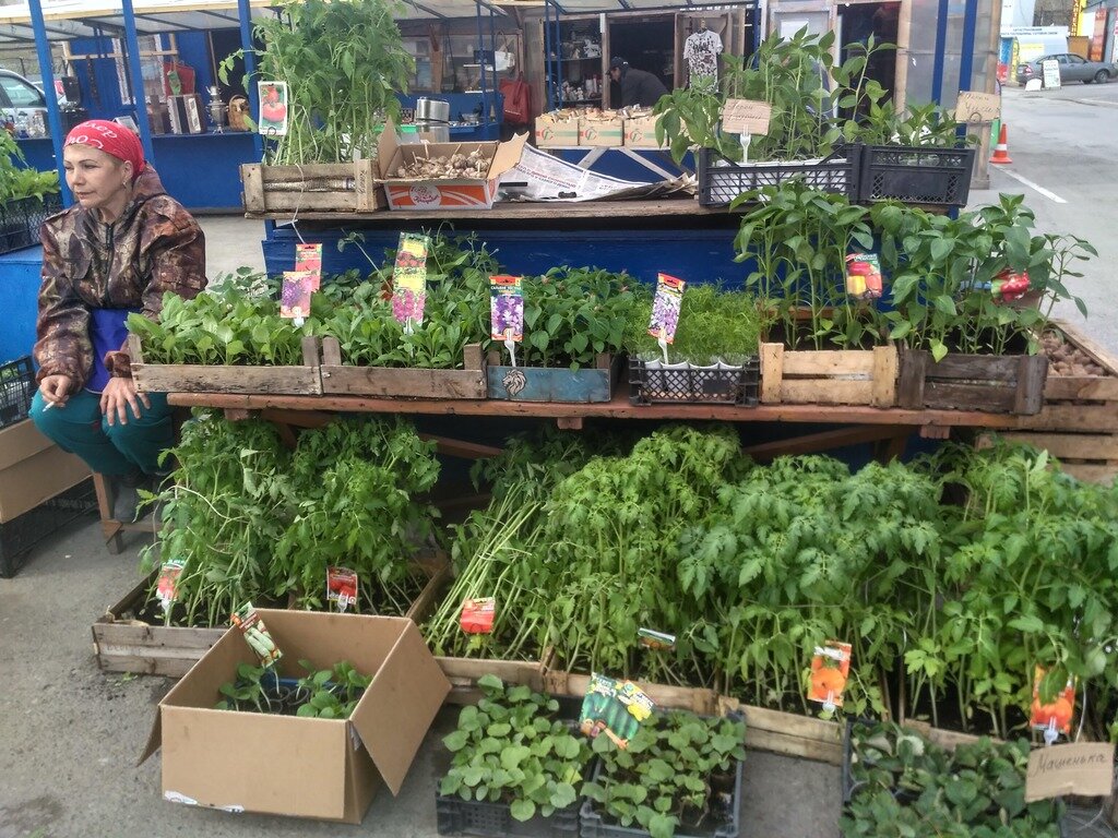 Фото из открытого источника