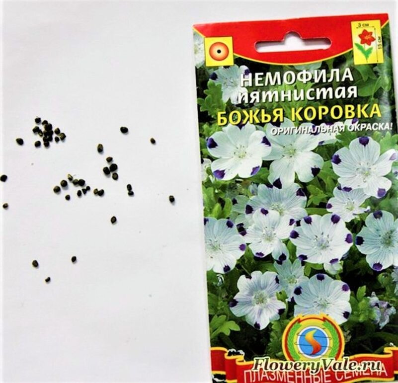 Посеяв раз, можно каждый год любоваться цветущей поляной все лето ...