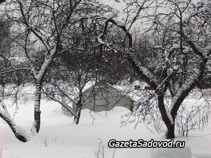 Снег ложится на деревья и кусты на скамейки и дорожки