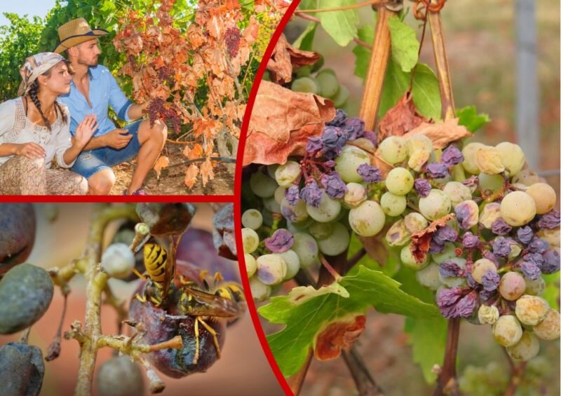 Почему сохнут гроздья винограда