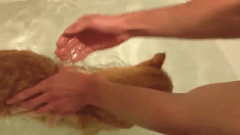 Придерживайте котика второй рукой