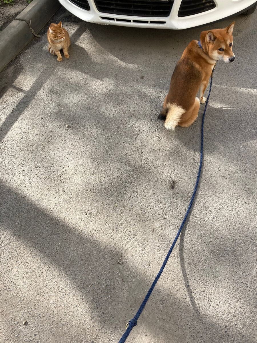 Два рыжуна))