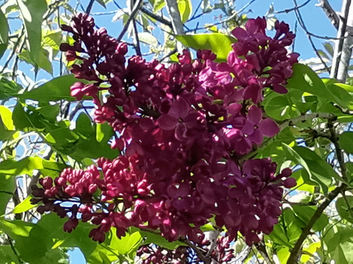 Сирень бордо.