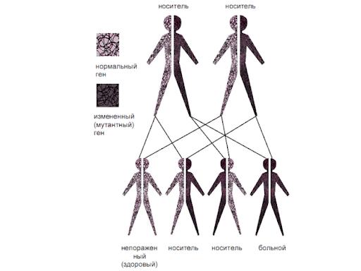 Вероятность наследования болезни Гирке 