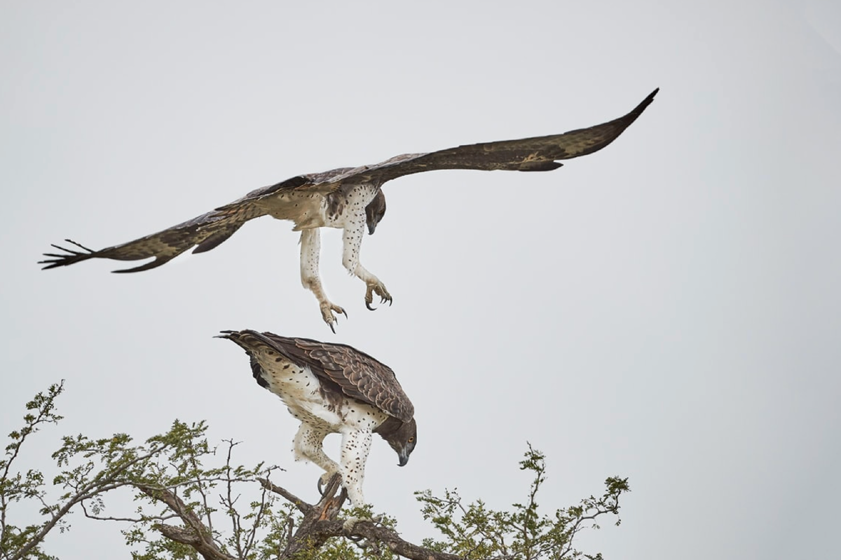 Wallpaper the sky, birds, wings, branch, pair, the eagles, two, bald eagle for m