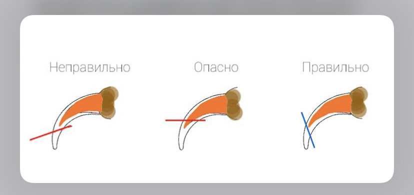 Как подстричь когти собаке. Как обрезать когти собаке. Стрижка когтей у собак как правильно. Строение когтя у шпица. Схема стрижки когтей у собак.