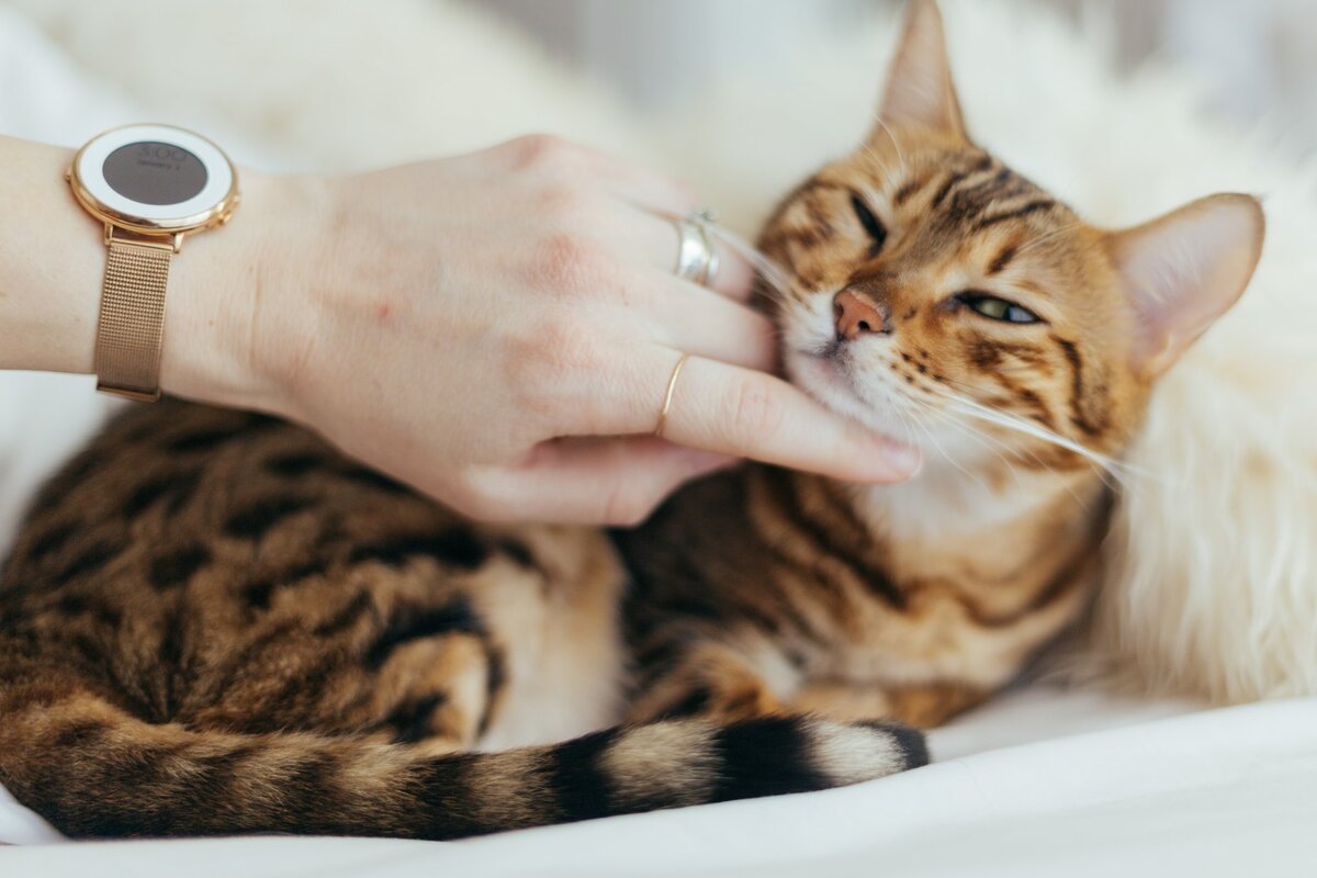     Перевод с кошачьего: 9 звуков, которые издают коты, и что они означают