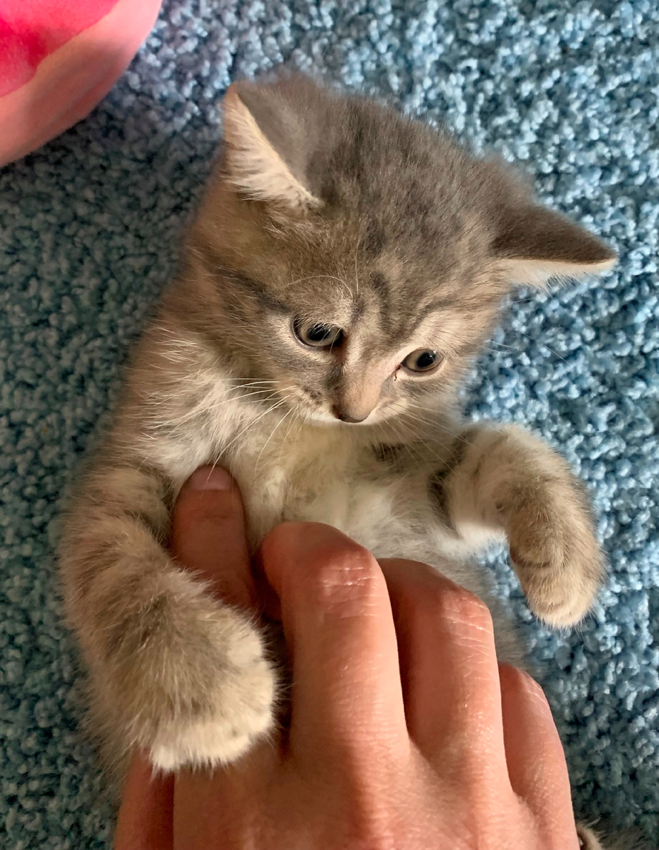 Обычный серенький котенок