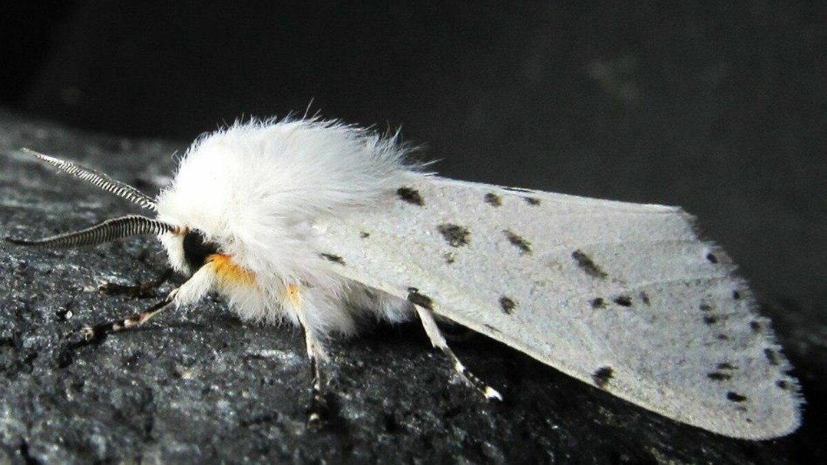 Бойтесь меня, пришельцы!