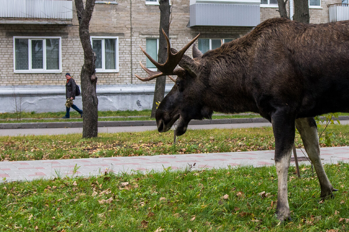 Лоси в заречном фото