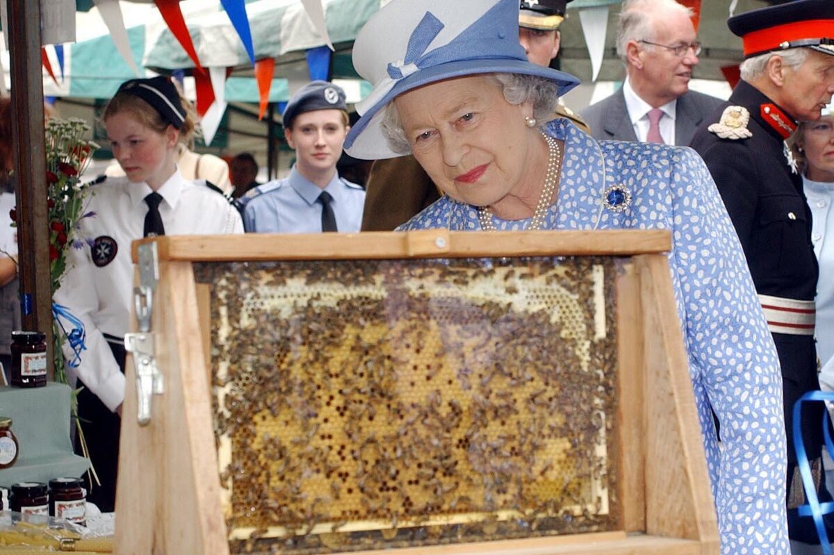     Многовековая традиция: как пчёлам Букингемского дворца сообщили о смерти Елизаветы II