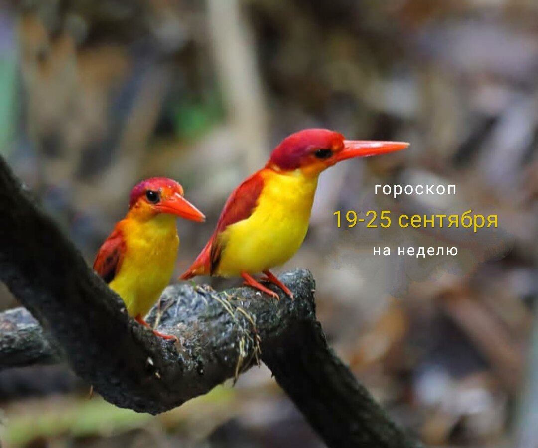 Королевский карликовый зимородок