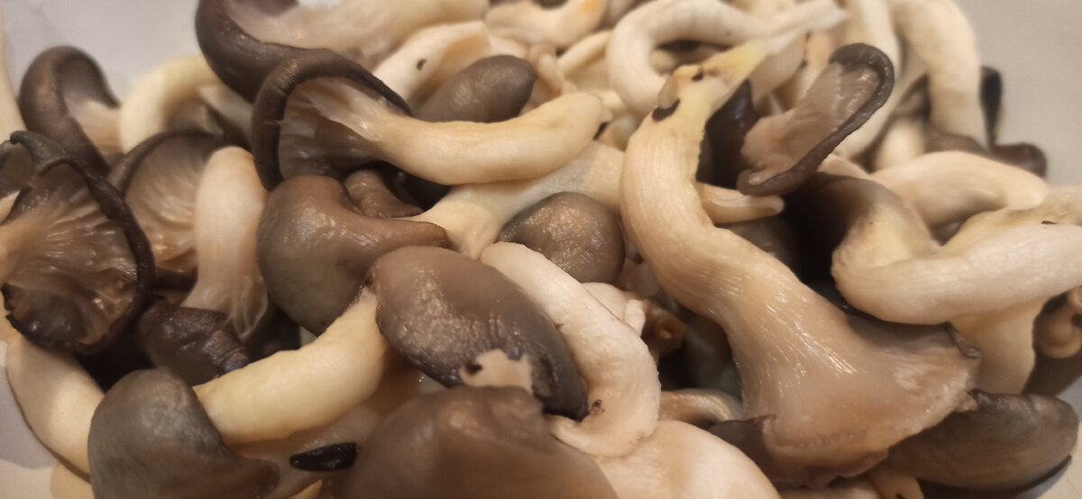 Вешенка грибы