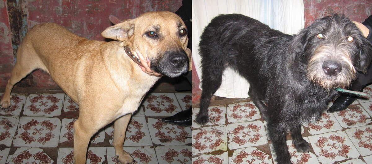 Лола и Катька в первые минуты после их обнаружения