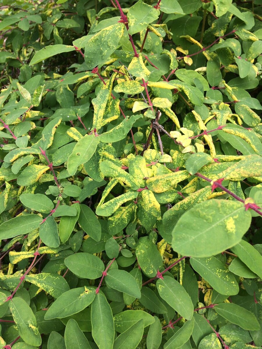 Фото садовода с просьбой определить причину поражения листьев жимолости.