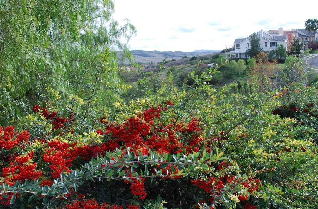 Очарована природой Калифорнии. Все фотки сделаны в декабре, перед Новым годом.