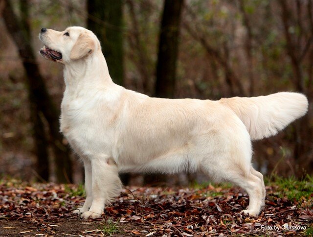 фото Елены Чирсковой, Варвара. ЛУЧШАЯ СУКА, СС — CRUFT’S 2014
