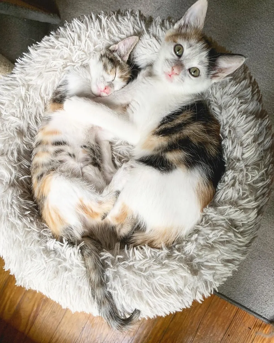 Kitten sister