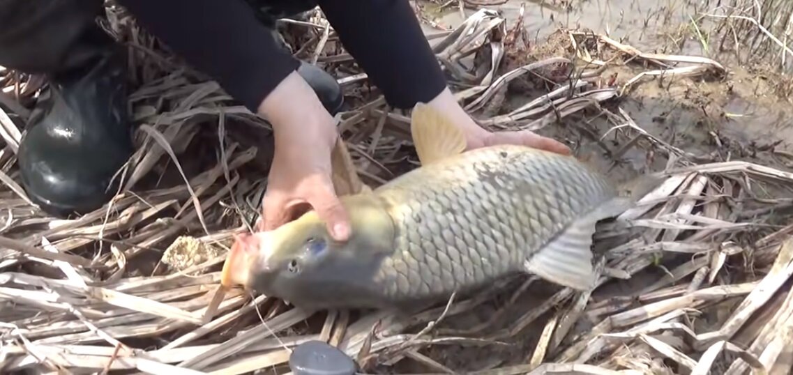 красавец сазан