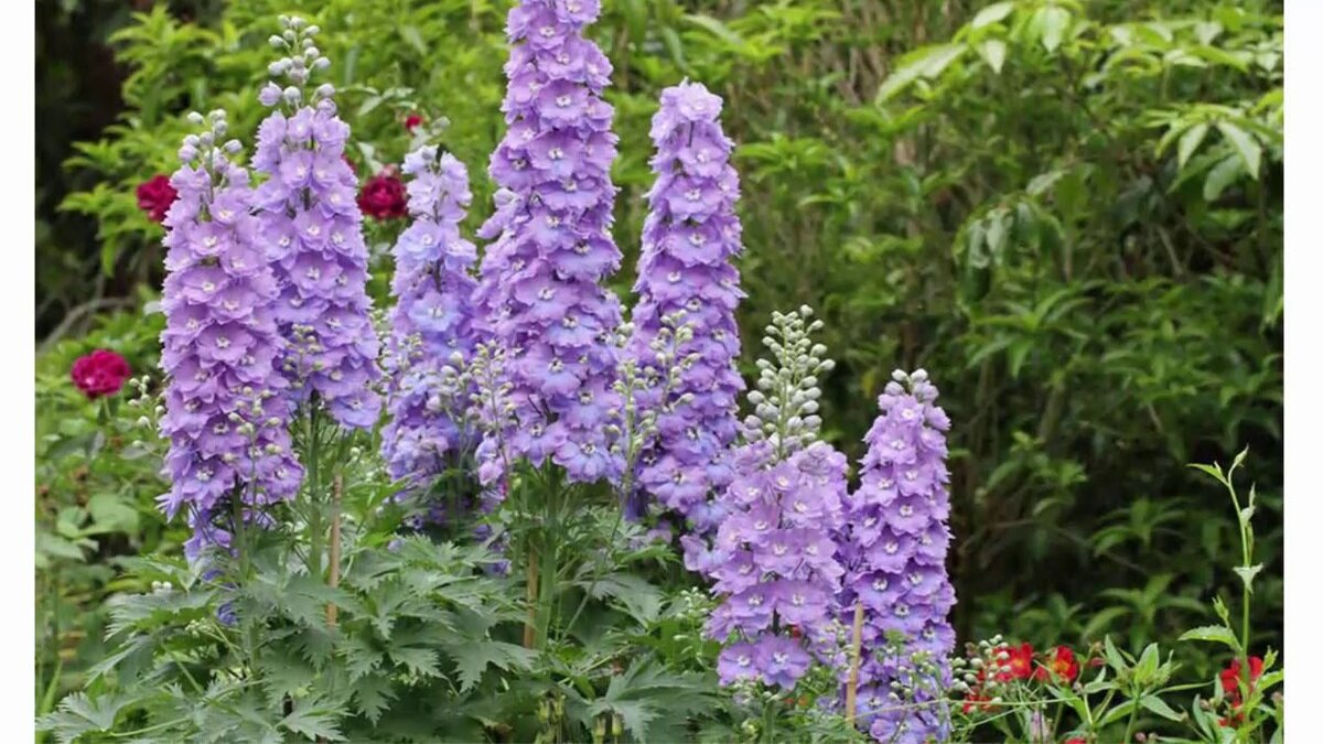 Mighti AtomДельфиниум 