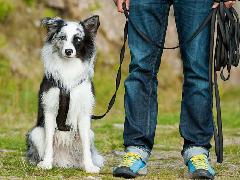 Почему собака не испытывает чувства привязанности? | Hill's Pet