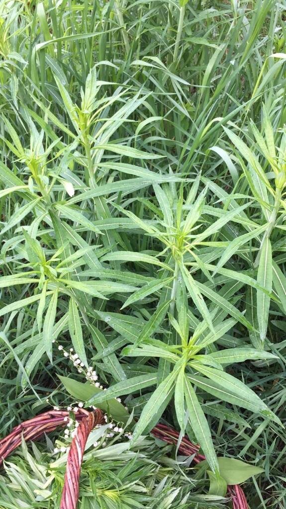 Утренний сбор Иван-чая.