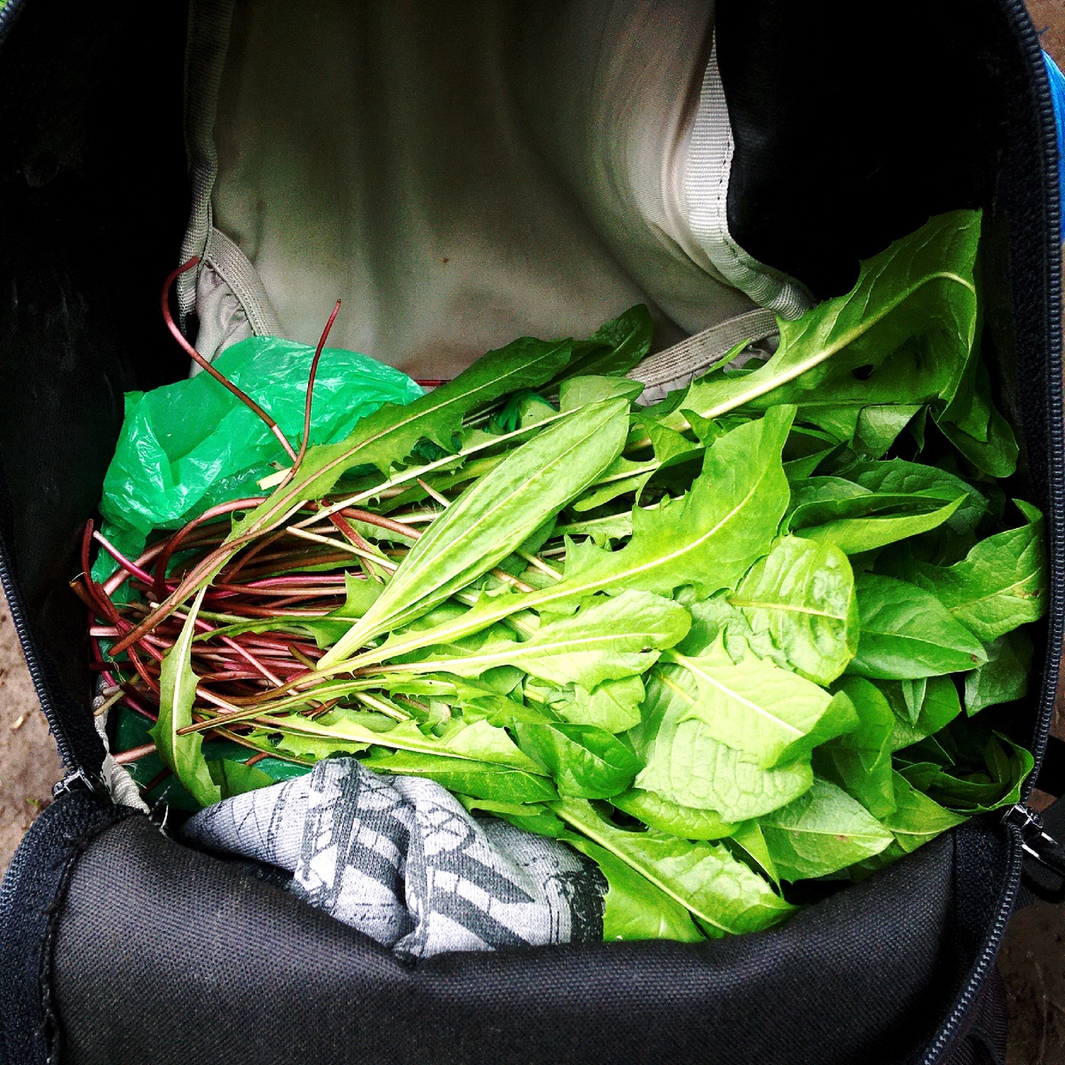 Одуванчики на салат 