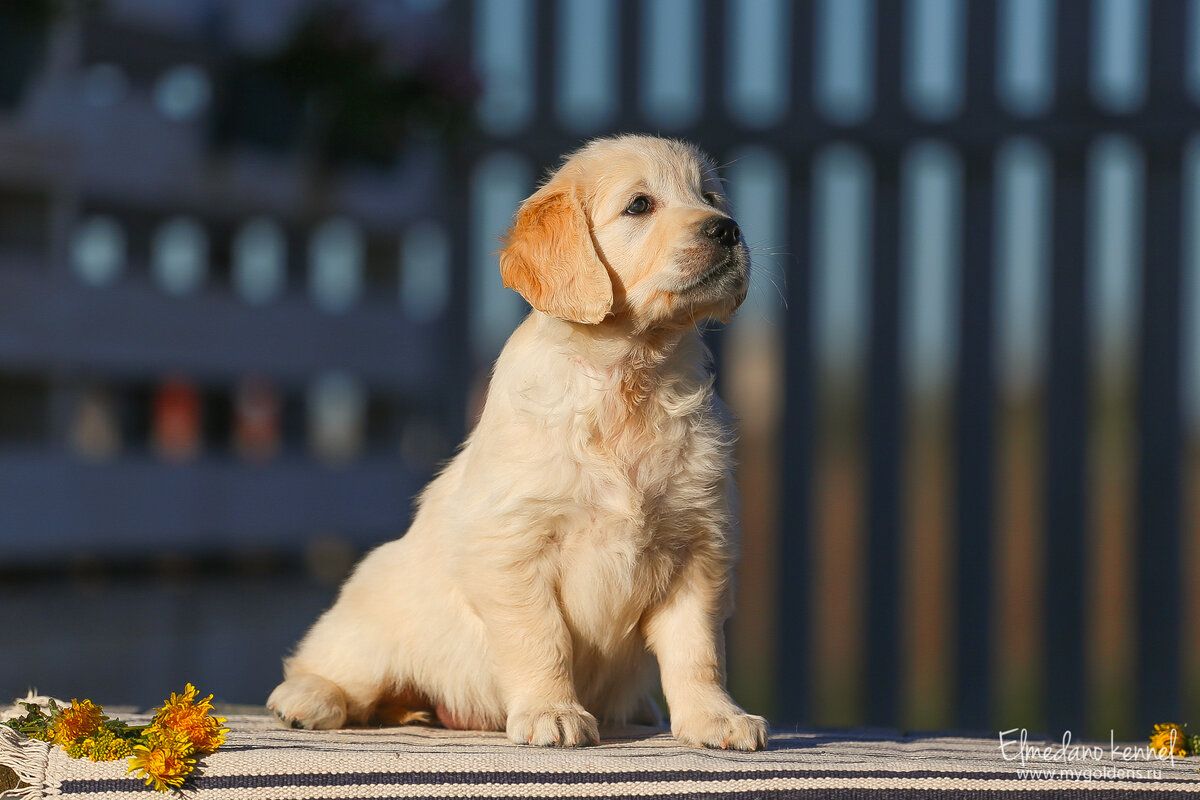 Щенок золотистого ретривер Эльмедано Мэгги Велли "Мэгги". Сайт mygoldens.ru