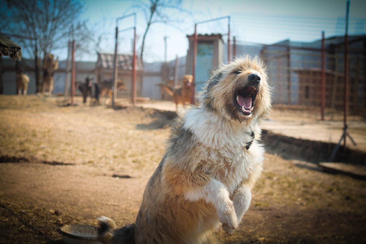 Собаки на прогулке