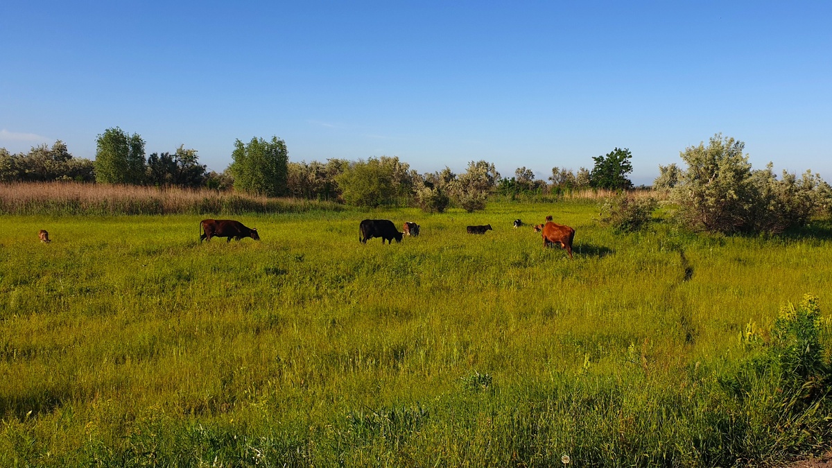 Буренки сами по себе гуляют