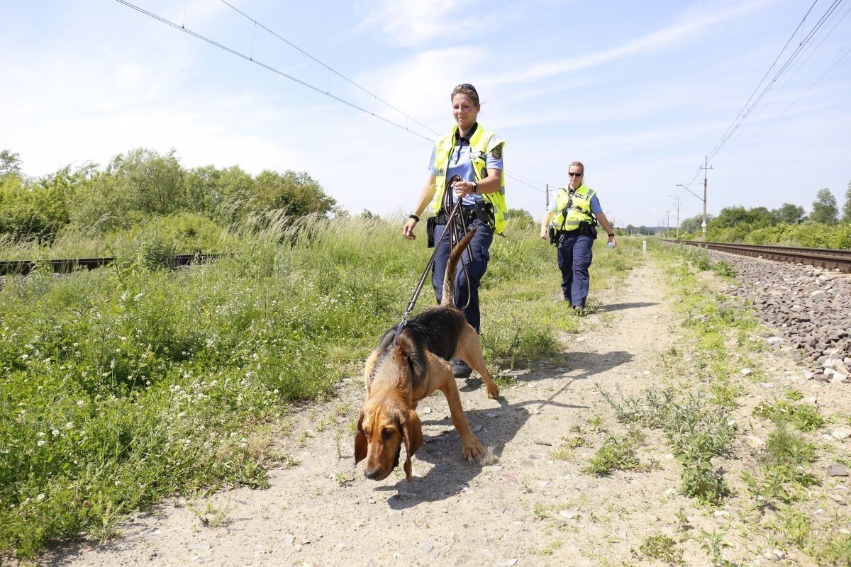 Полицейские собаки - это уникальная группа четвероногих, на которых возложены чрезвычайно важные задачи: от охраны общественного порядка до поиска наркотиков, пропавших людей или трупов...-2