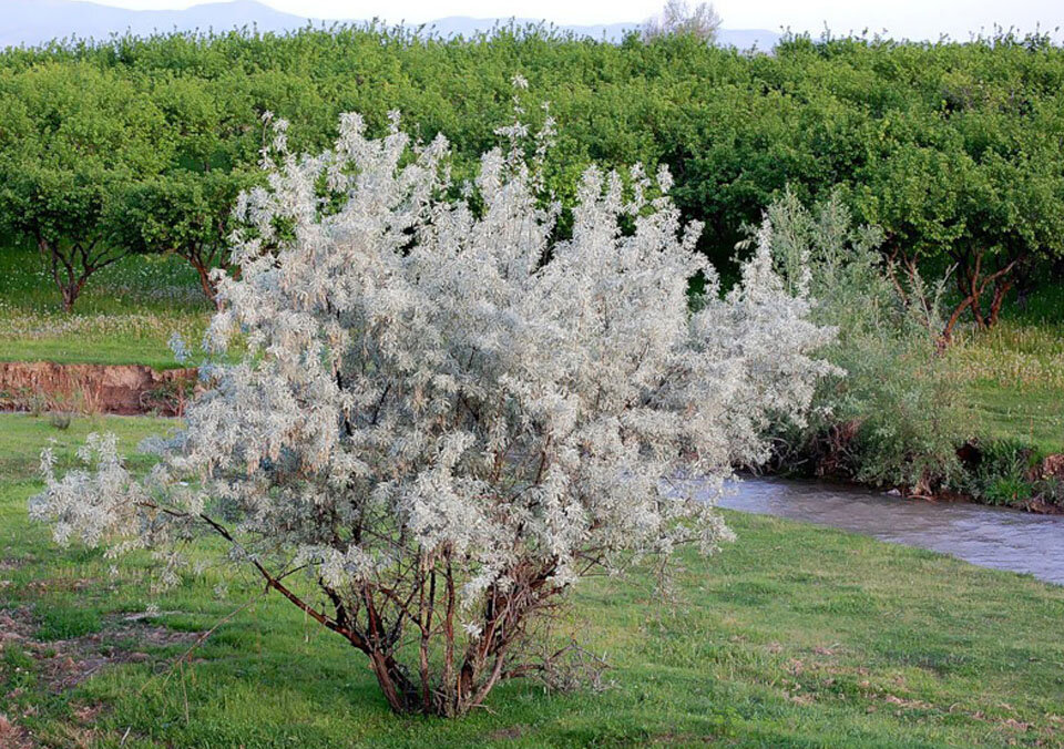 Лох серебристый