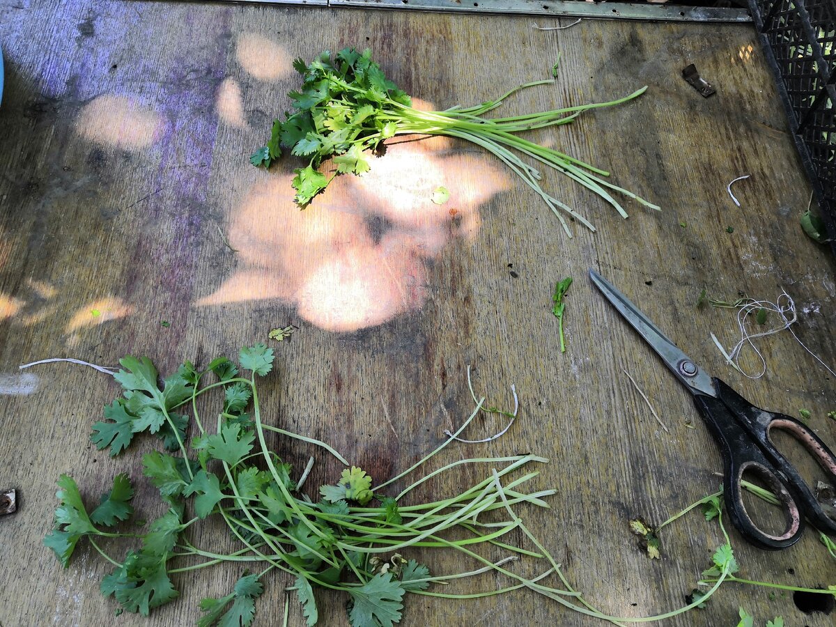 перебираю зелень --->