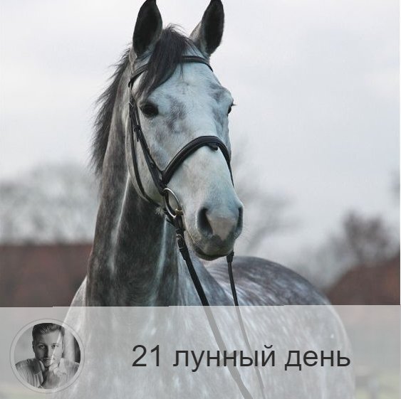 21-ый лунный день с 01:12 12-ого по 01:26 13-ого. 🔆 Время, когда храбрость и активность приносит удачу.
🐎 Символ – конь, табун лошадей.
🎂 Люди, рождённые в этот лунный день, являются рыцарями и защитниками справедливости. Однако те, которые не растут духовно, могут стать подлецами и идти к цели по головам.
💍 Камни - циркон, авантюрин.
🌞 В течение этих суток в нас просыпается активность и храбрость, это время рекордов и подвигов. Идеальный день для смены работы! Очень важно сегодня быть честным и справедливым, действовать «по совести». Особенно благоприятны встречи с друзьями, массовые мероприятия, занятия в группах, тренинги, а вот одиночество — противопоказано.
✅ Рекомендуемые практики: энергии стихий.
Благоприятно в этот день взаимодействовать со стихиями: ходите по земле, не прячьтесь от ветра, купайтесь.
💊 В плане здоровья полезно закаливание, контрастный душ. Энергетически день связан с системой кровообращения и печенью.
❌Запрещено: уединение.
Не рекомендуется уединяться оставаться в одиночестве, полученную сегодня энергию необходимо реализовать в коллективе.
⭕️Уязвимые органы: кровь.
💤Сегодня вы можете «заказать» сон, например, пожелать увидеть во сне то, что хотите.

—————
Знание о будущем уже в настоящем!
👉 numeromagic.ru/uslugi