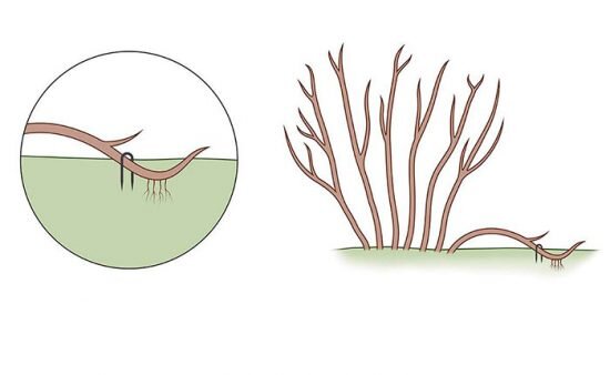 Укоренение форзиции отводками