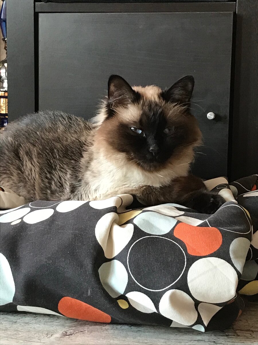 Это и есть та самая кошка)