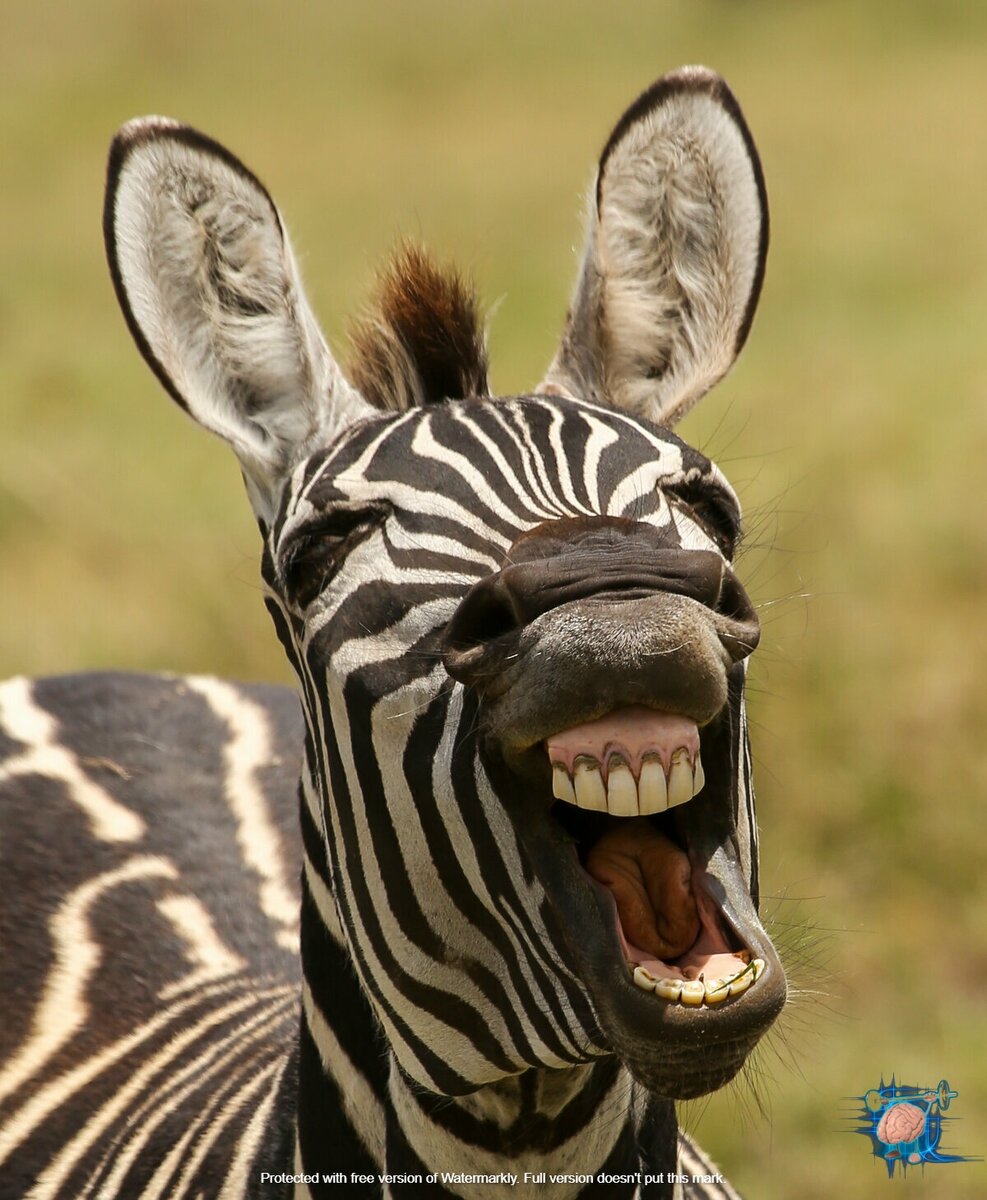 Источник яндекс картинки