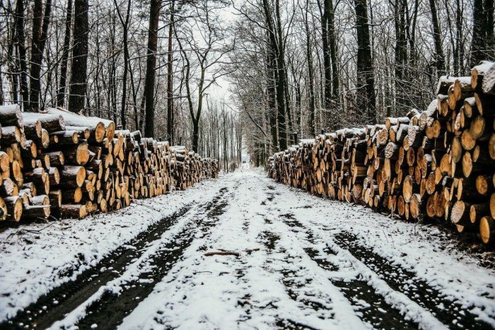 По всей тайге бесконтрольно вырауют лес в Хабаровском крае