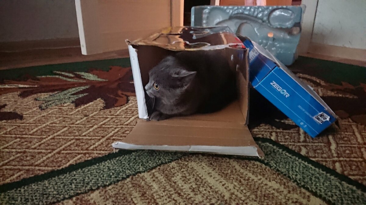 Фото из личного архива, от этой коробки ничего не осталось уже через 10 минут. По каким-то причинам Бусика она не устроила