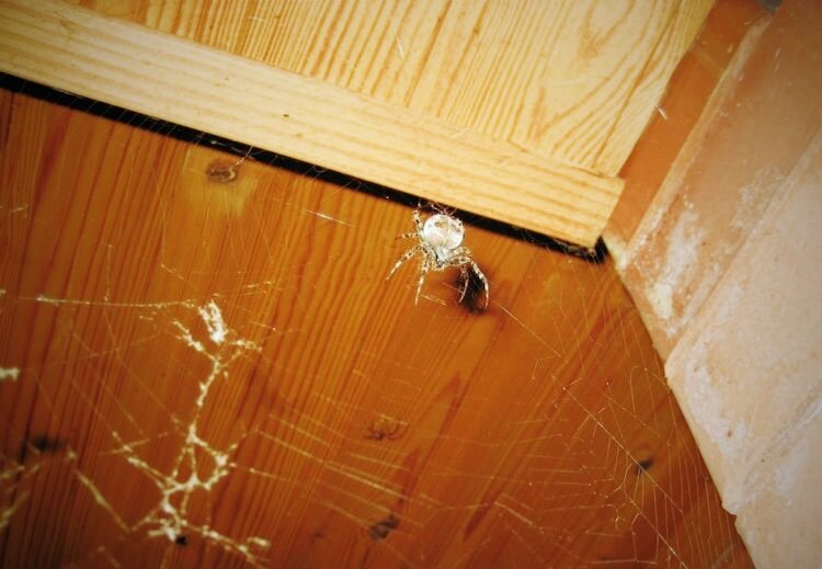 Паутина под потолком