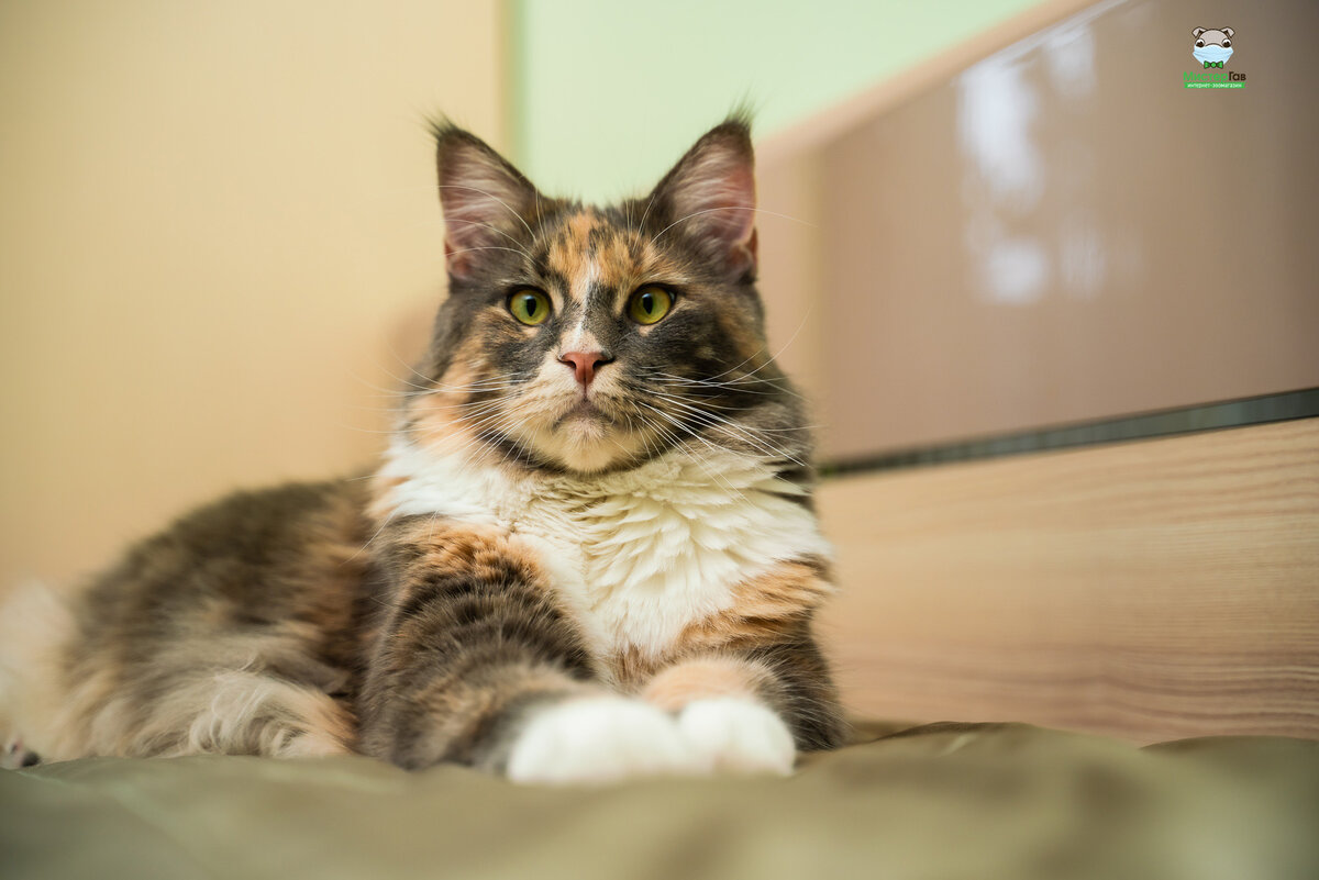 Фото интернет-зоомагазина Мистер Гав. Мы против онихэктомии