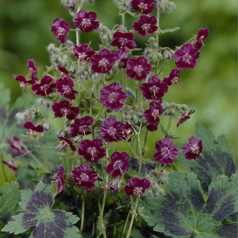  Герань темная Самобор