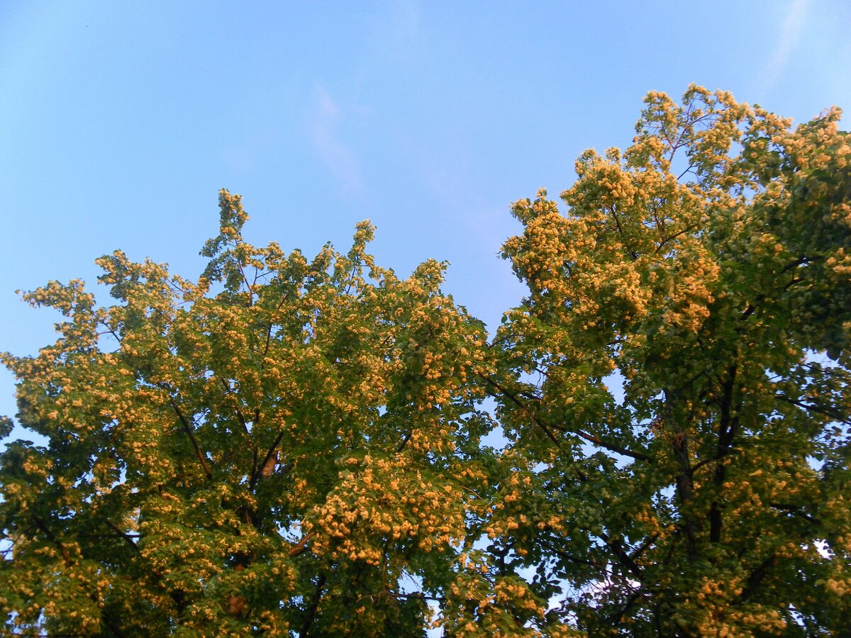 Цветущая липушка-красавица...