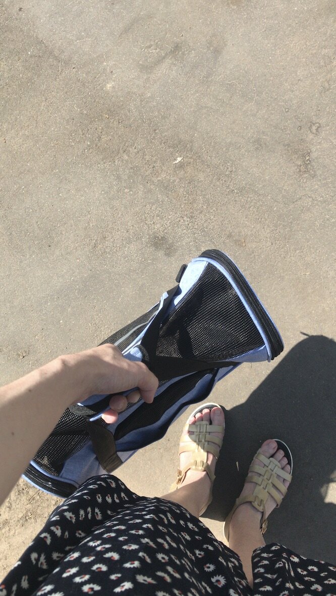 Несу питомца в ветклинику.